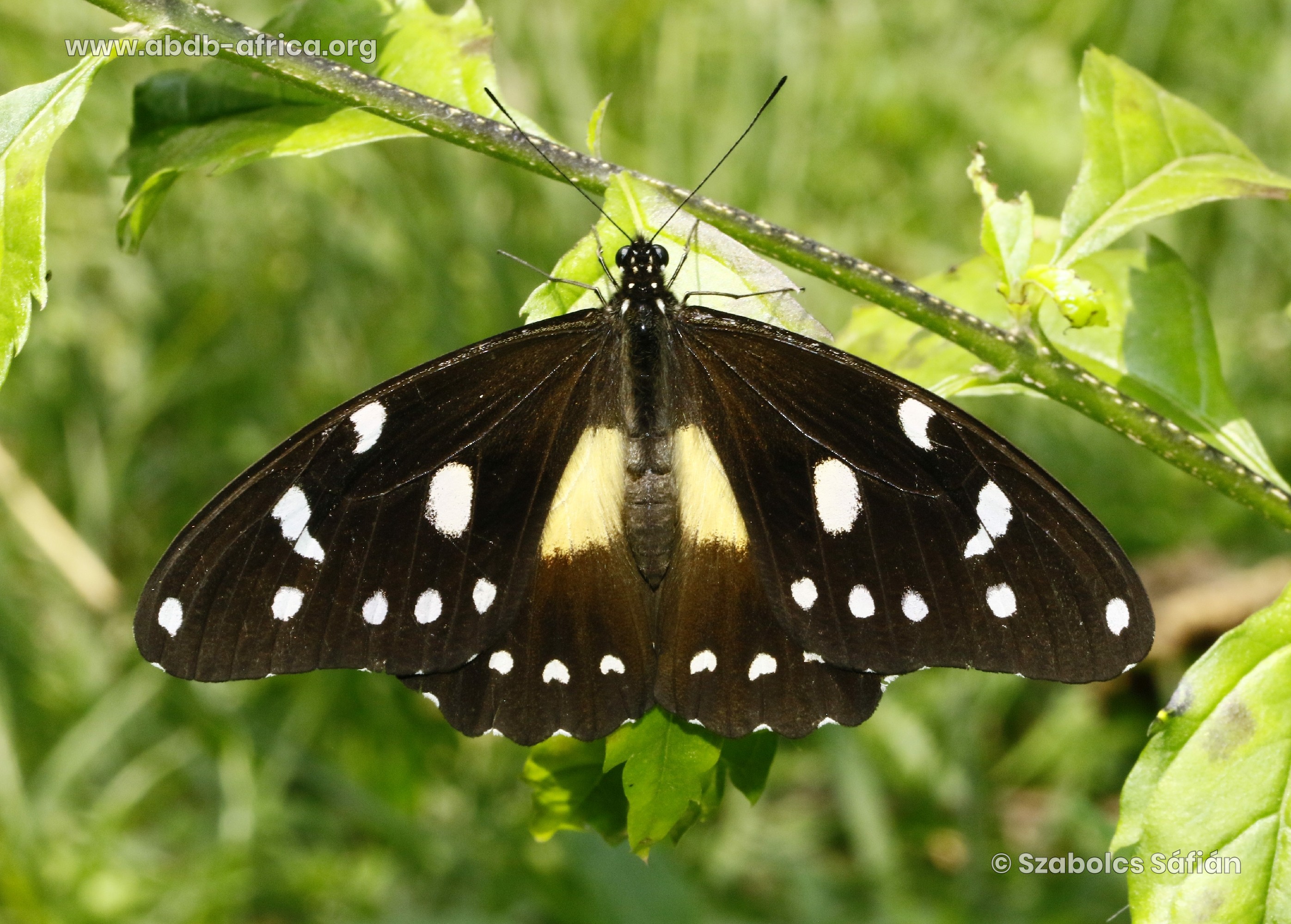 アジアの〜papillon〜 SHERJAK'S NEFERTARI HEART OF AMUN - DERAGON PAPILLONS
